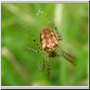 Metellina cf segmentata - Herbstspinne 01.jpg